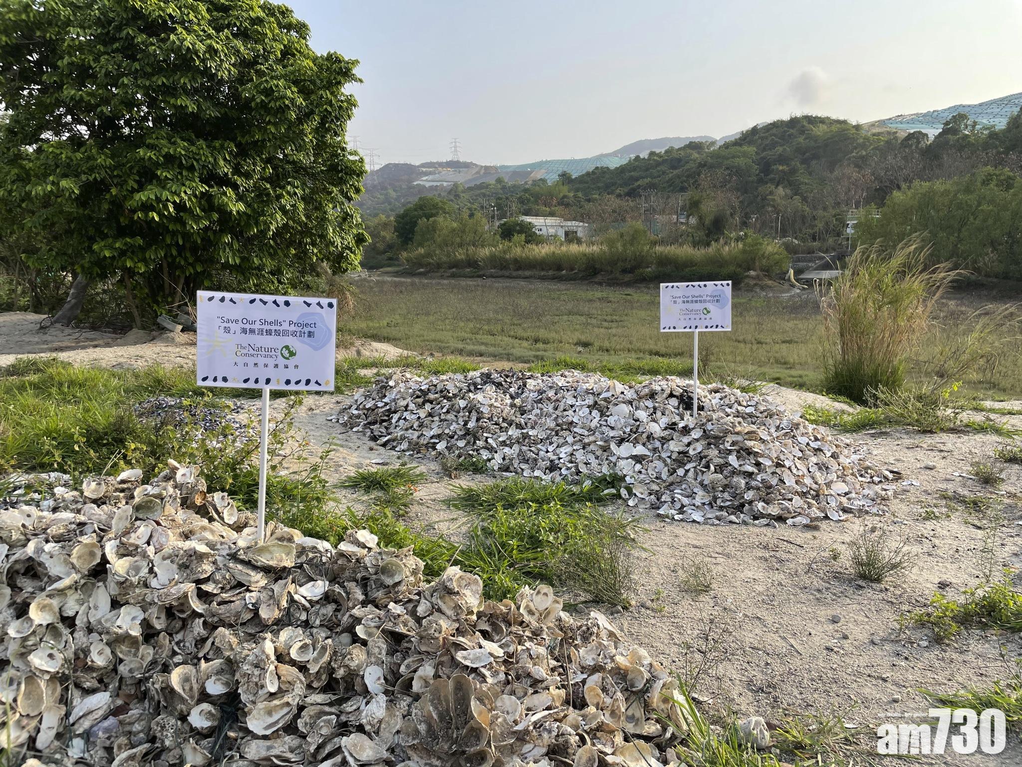 循環再用｜TNC推蠔殼青口殼回收計劃助修復蠔礁  籲餐廳參加