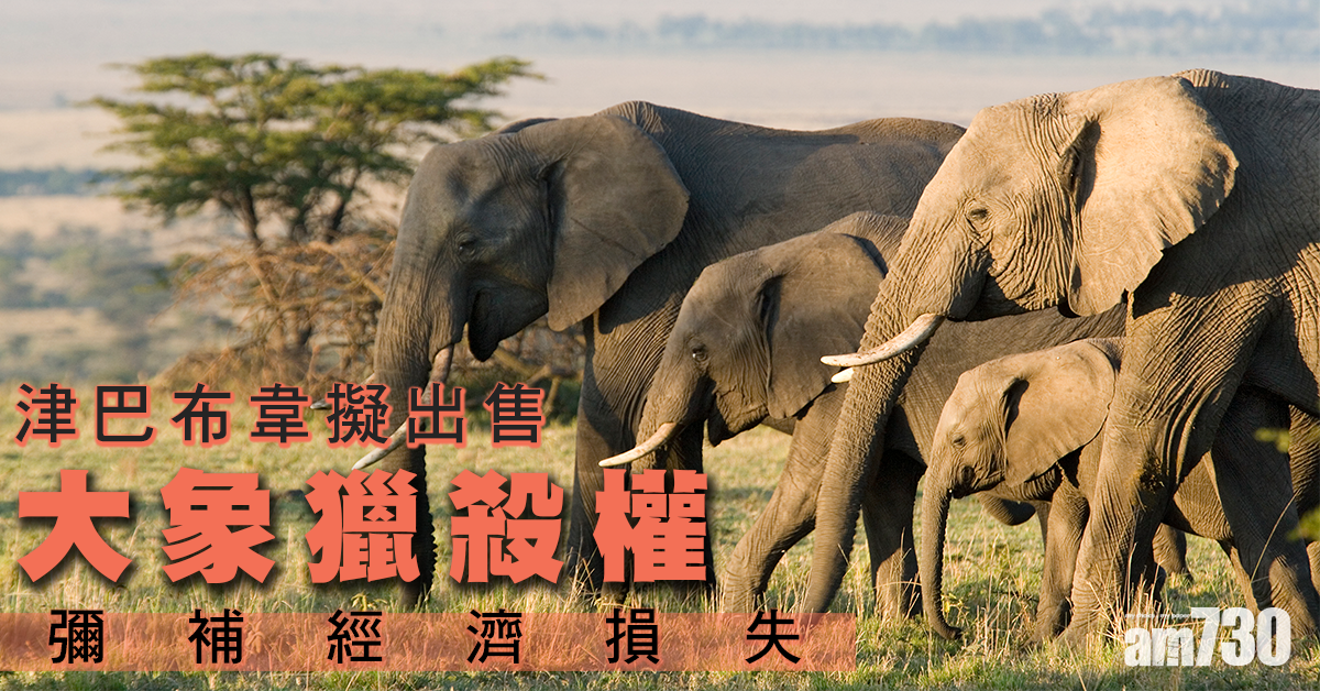 新冠肺炎｜津巴布韋擬出售大象獵殺權彌補經濟損失 