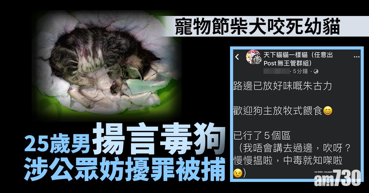 寵物節柴犬咬死幼貓　25歲男揚言毒狗涉公眾妨擾罪被捕