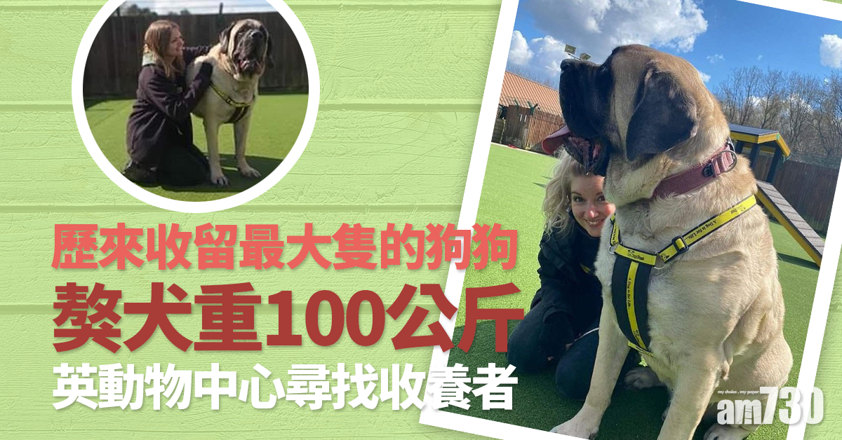 大狗尋大愛主人｜獒犬重100公斤  英動物中心尋找收養者