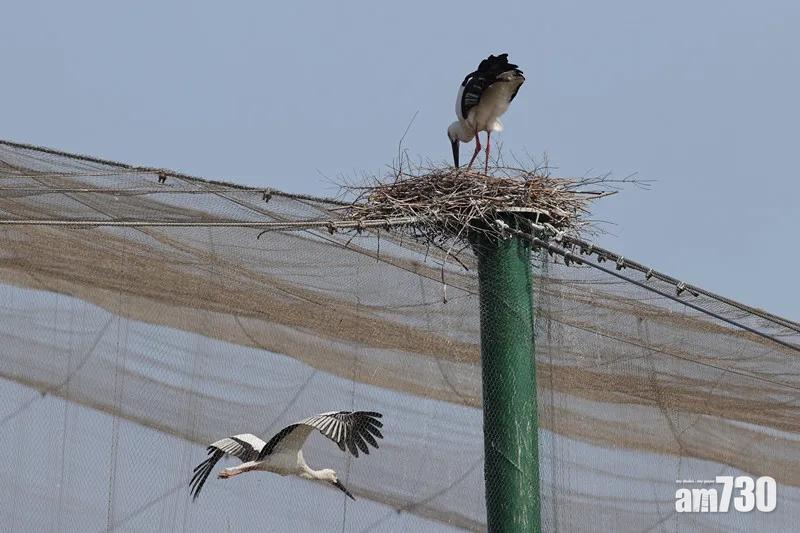 野生東方白鸛築巢相伴籠中鳥數月 動物園感動成全愛情