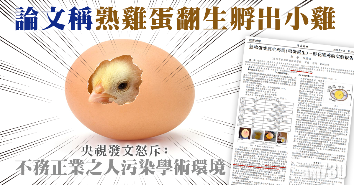 論文聲稱熟雞蛋翻生孵出小雞 央視怒斥侮辱智商