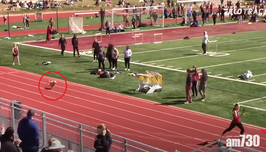 搞笑突襲｜狗狗闖入接力賽跑道  狂追領先選手超前兼衝線 (有片)