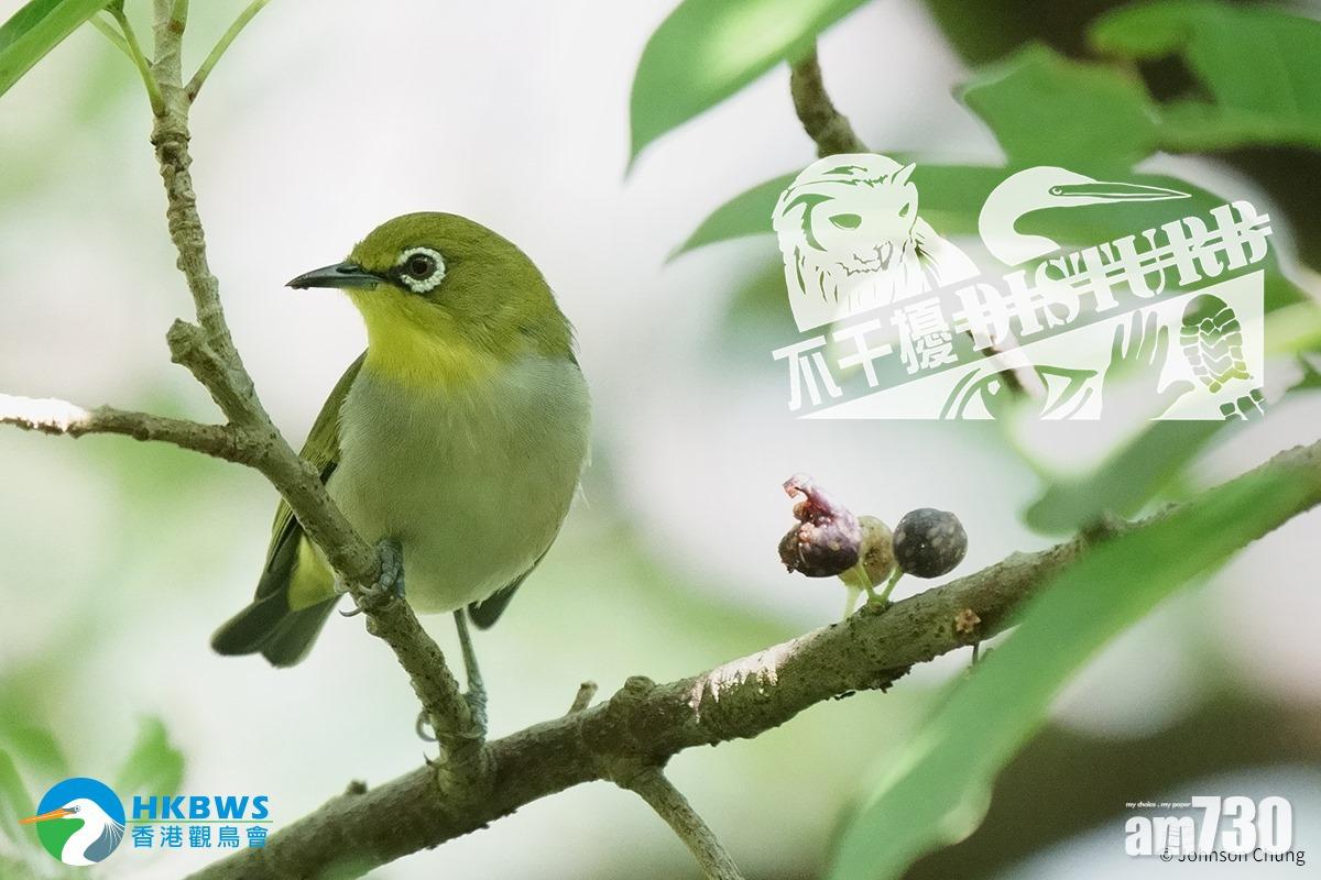 雀鳥春夏踏入繁殖季節  觀鳥會籲攝影者齊做兩件事