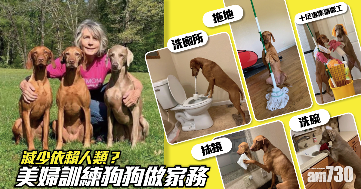 毛孩天地｜美婦訓練狗狗做家務 培養獨立性