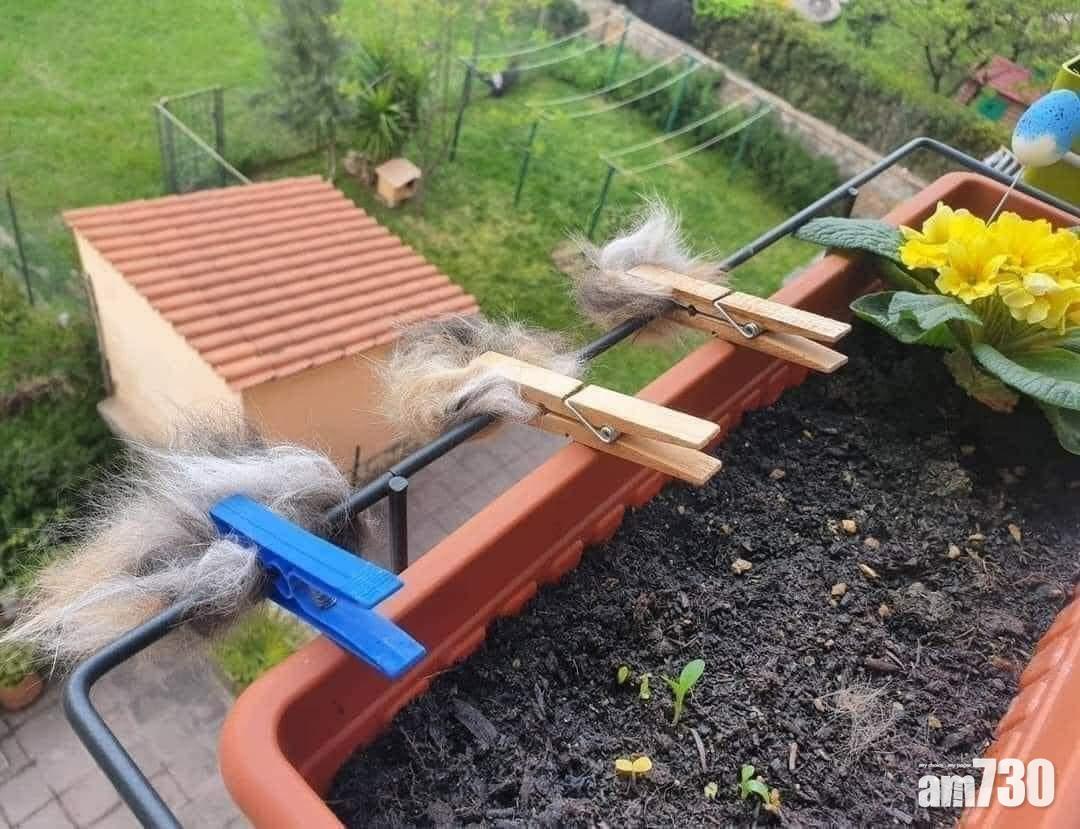 貓狗梳出的毛贈鳥築巢？ 網友：真的會