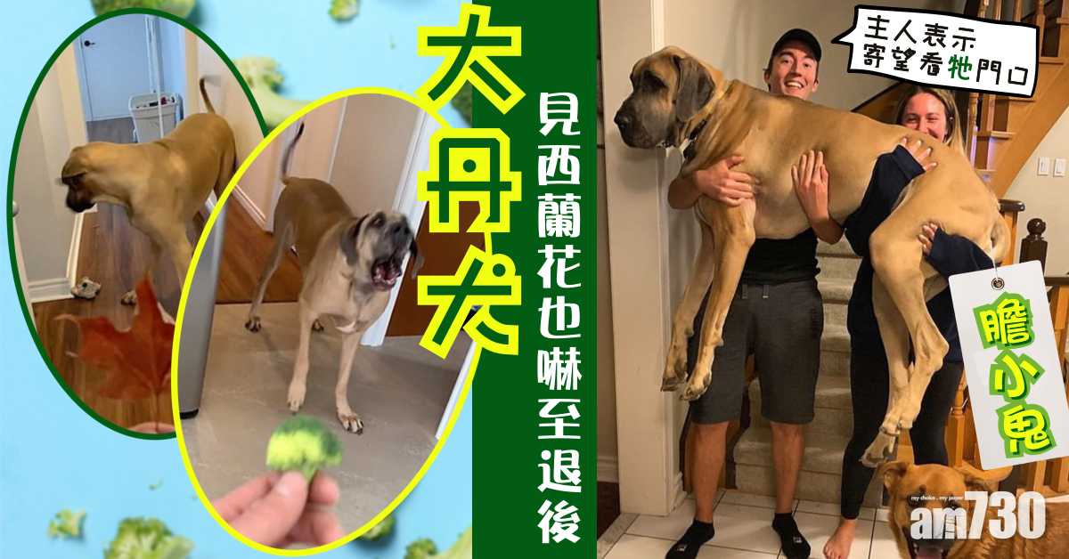 失職｜主人寄望看門口  大丹犬見西蘭花也嚇至退後