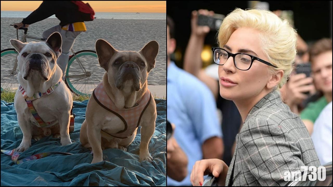 Lady Gaga兩愛犬被搶  警方拘捕5人