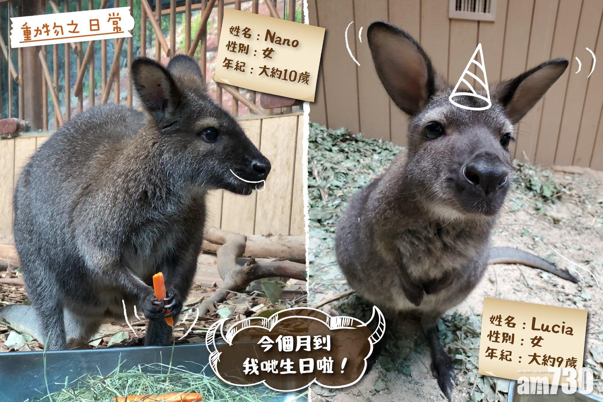 保育教育｜海洋公園2紅頸袋鼠本月生日 但確實歲數只能靠估？