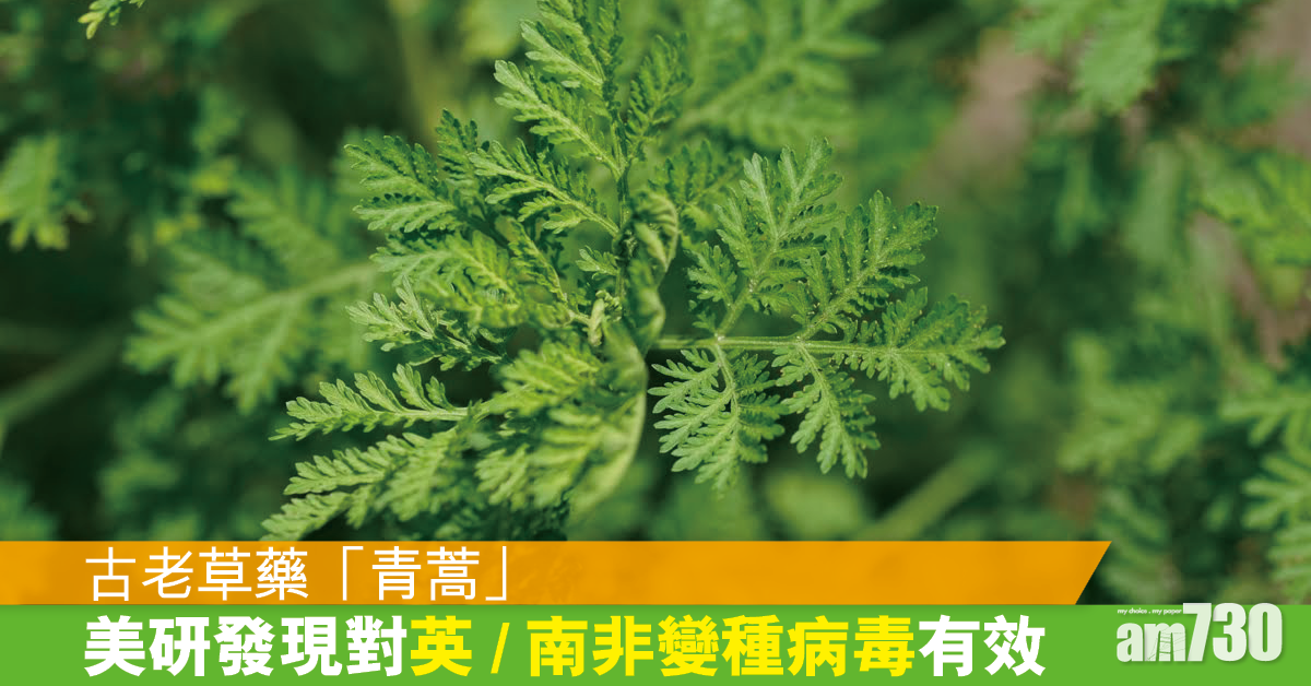 新冠肺炎丨早期研究指青蒿能抑制新冠病毒 變種都有效