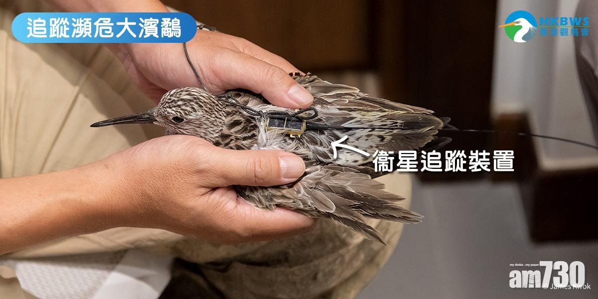 觀鳥會追蹤兩瀕危大濱鷸命名「浪奔」「浪流」 經過中國沿海飛到韓國朝鮮