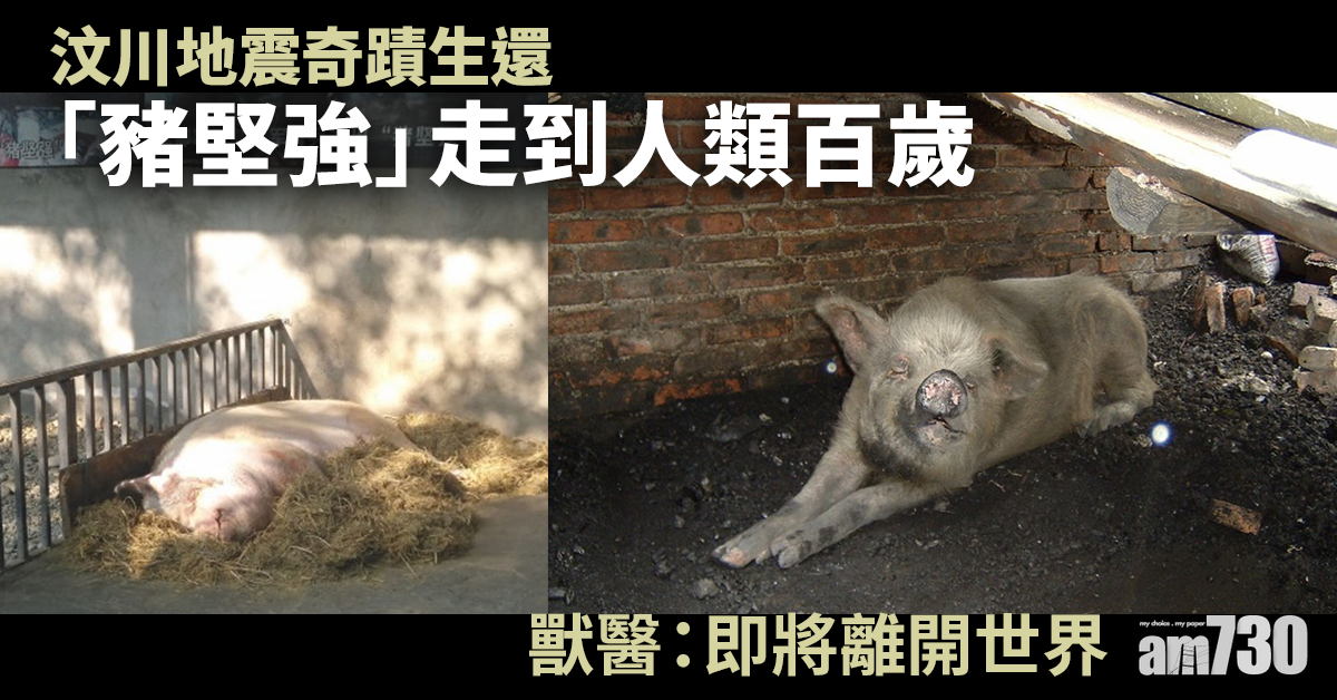 傳奇豬豬｜年屆人類百歲 「豬堅強」已入彌留