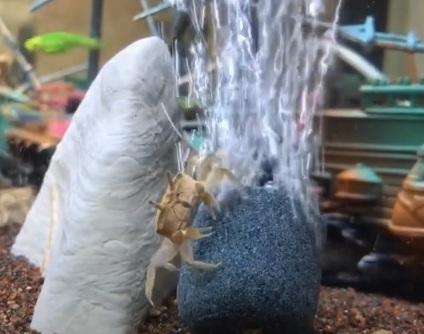 網上熱話｜魚缸蟹仔隨氣泡上升再下墜   網民︰實不相瞞 我也想玩 