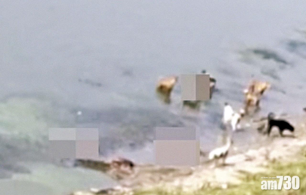 印度疫情 網傳救護車司機棄屍恆河 野狗群噬遺體恐播毒