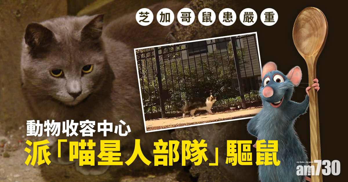 喵星人部隊｜芝加哥鼠患嚴重  放1000野貓「巡邏」