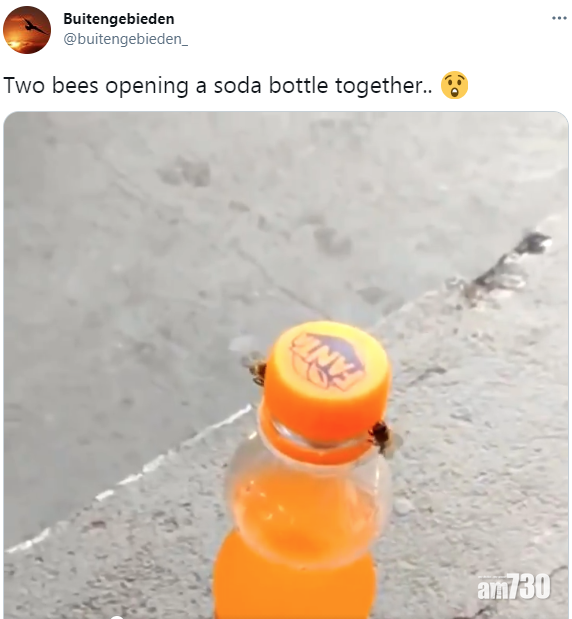 彰顯團隊精神｜兩隻蜜蜂合力推開汽水樽蓋 (有片)