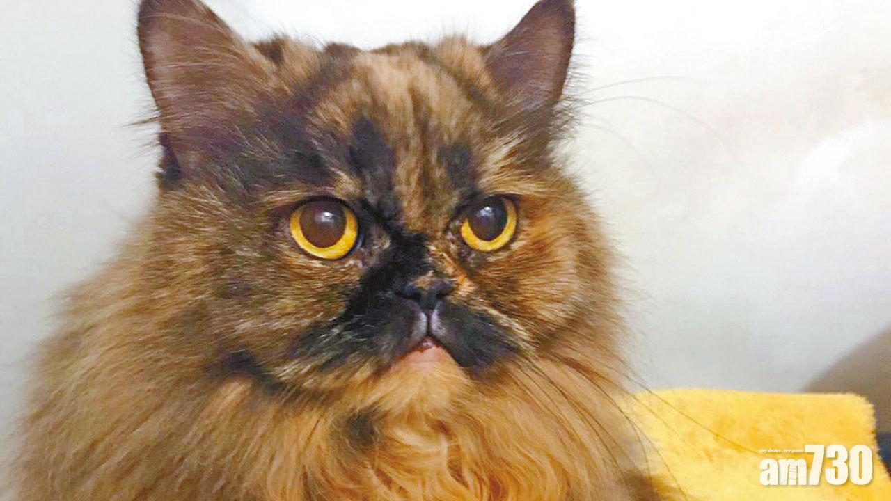 糖兄與草草的Café情緣