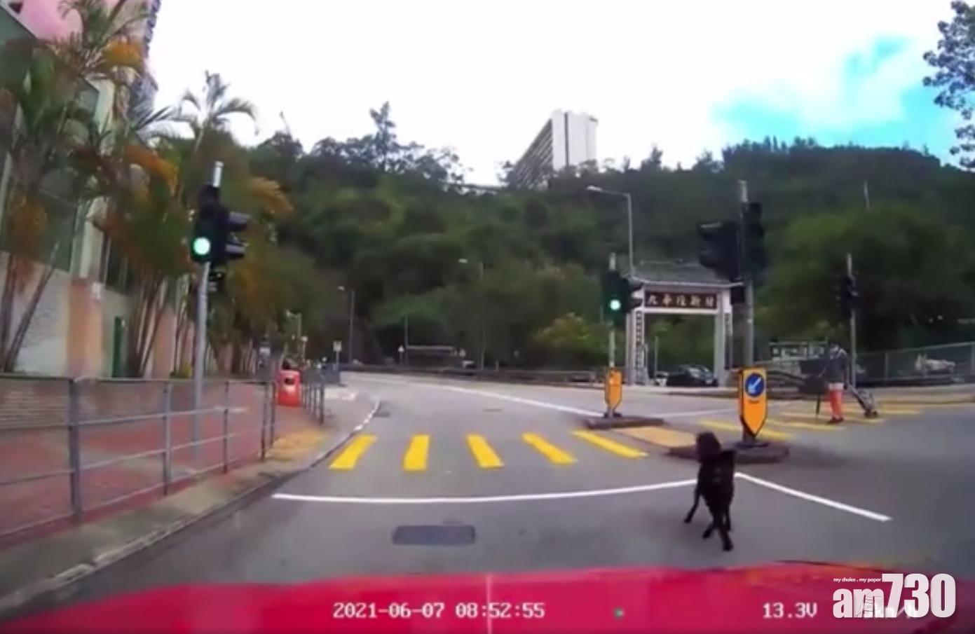 忠犬出沒｜狗狗以身擋車護婦過路