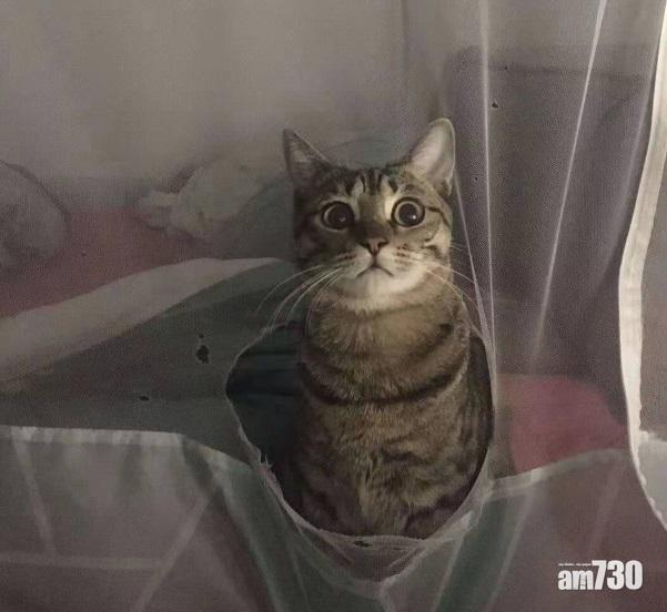 網上熱話｜貓咪穿「帳」而出     網民︰貓咪與蚊帳不能共存