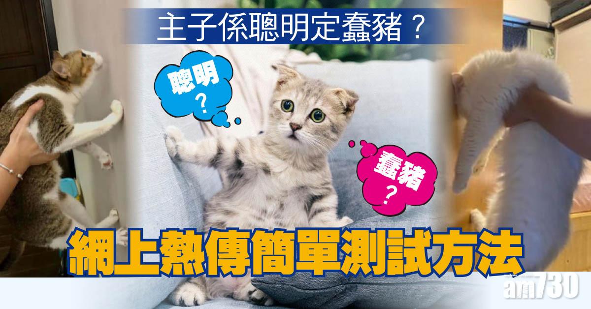 毛孩天地｜貓主子聰明定蠢　熱傳簡單測試方法