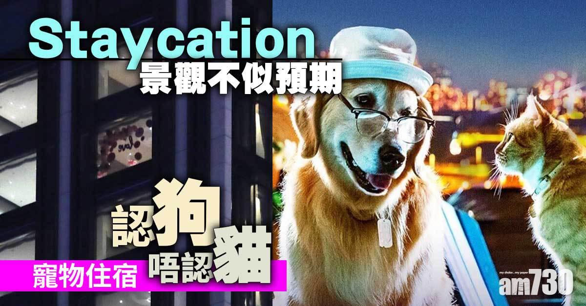 消委會｜Staycation景觀不似預期　寵物住宿「認狗唔認貓」