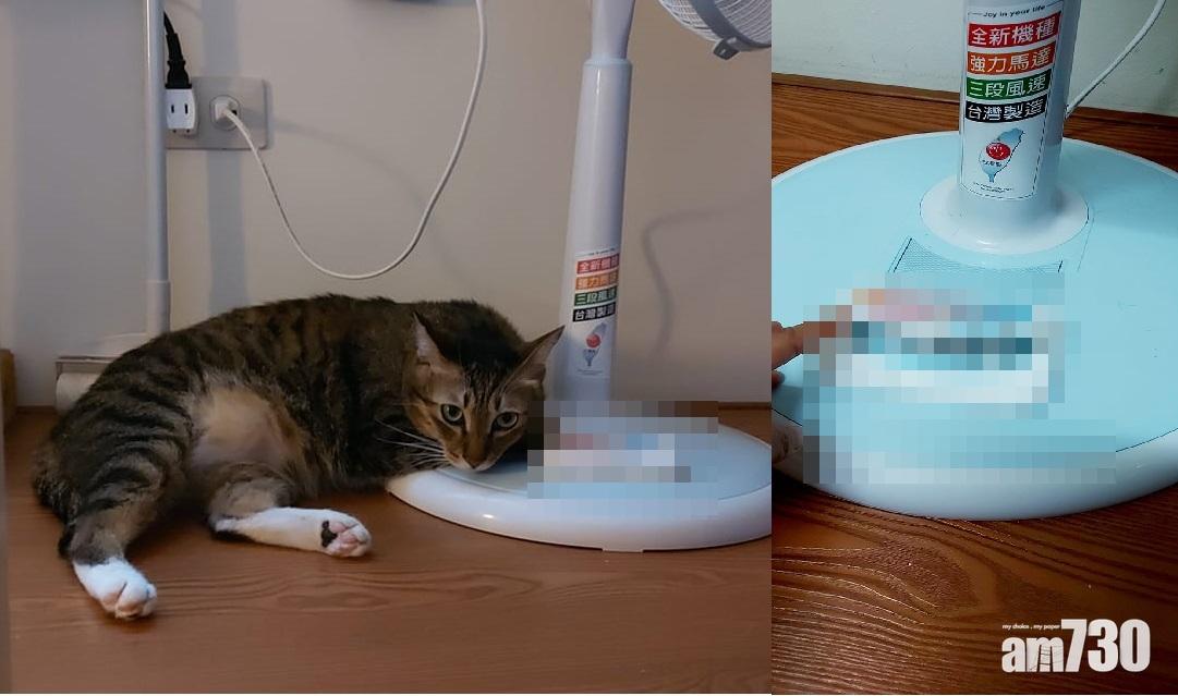 網上熱話｜貓奴遭亂開風扇「害命」 憑一個生活用品改裝自救
