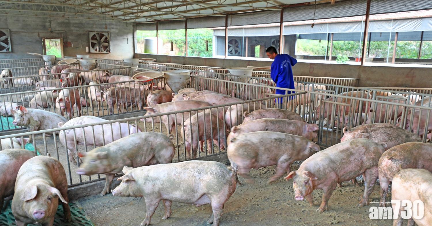生豬價格過度下跌 國家發改委發三級預警