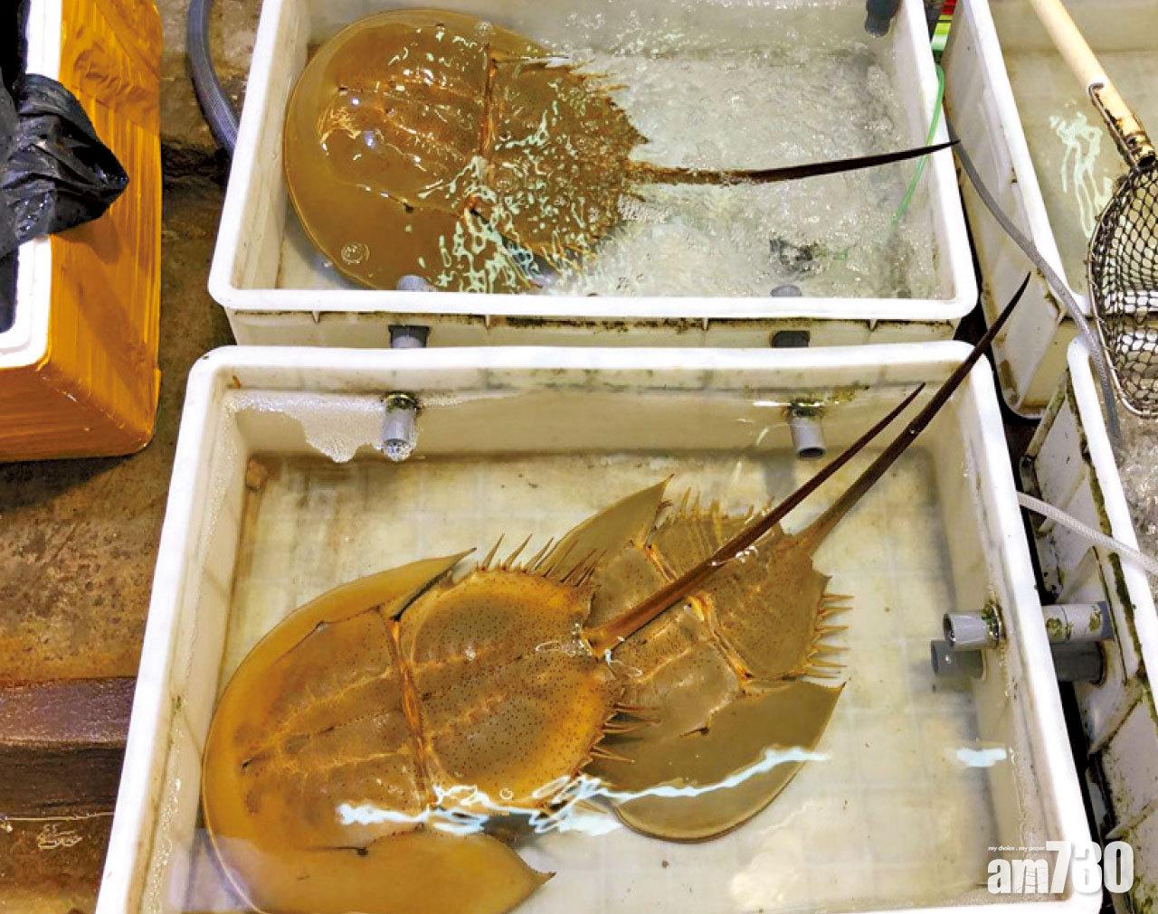馬蹄蟹瀕危物種港有售 WWF籲海鮮市場停賣