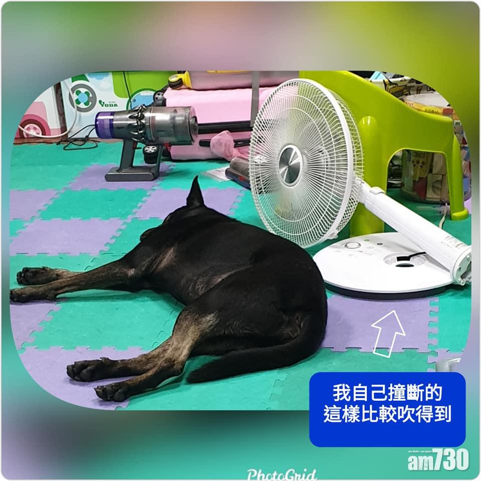 毛孩天地｜狗主稱狗狗撞倒風扇「自肥」