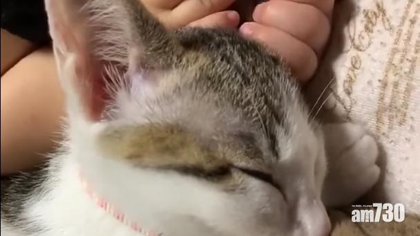 毛孩天地｜BB與貓水火不容？　網民：貓貓才是委屈可憐的一方