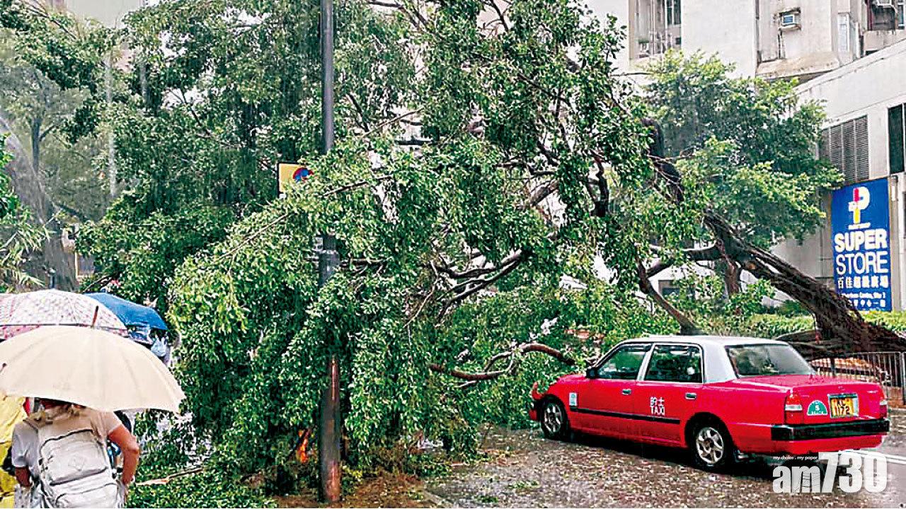 圖片新聞 : 黃雨