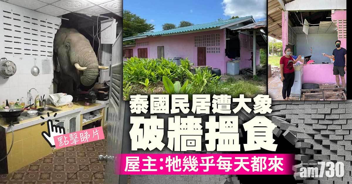 不速之客｜泰國民居遭大象破牆搵食 屋主：牠幾乎每天都來 (有片)