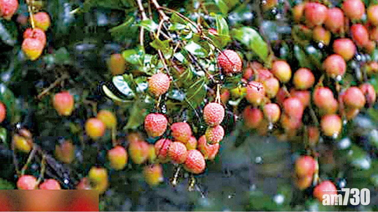 圖片新聞 : 古荔