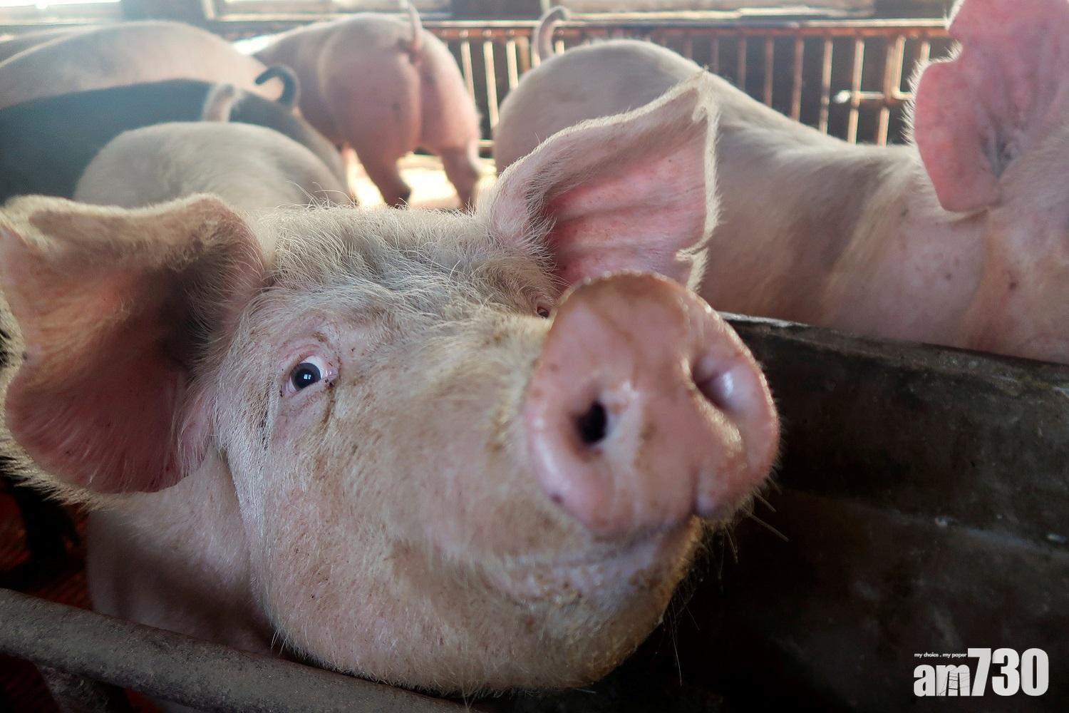 內地生豬價格繼續跌 政府準備收豬托市