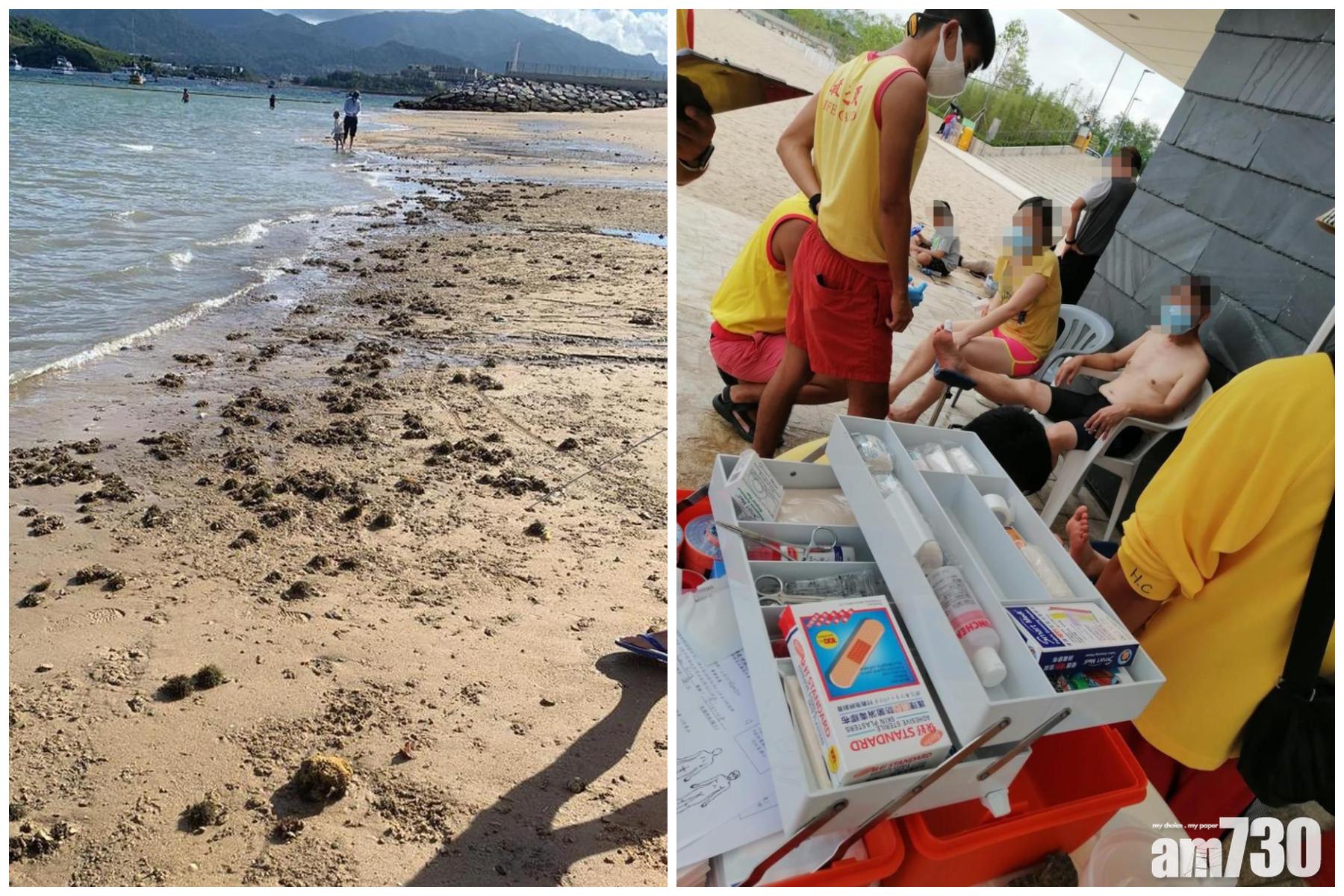 龍尾泳灘｜逾160人誤觸海膽水母　康文署：已貼告示及廣播警告