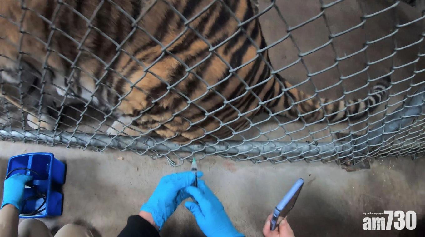 新冠疫苗｜加州奧克蘭動物園「住客」排隊打針