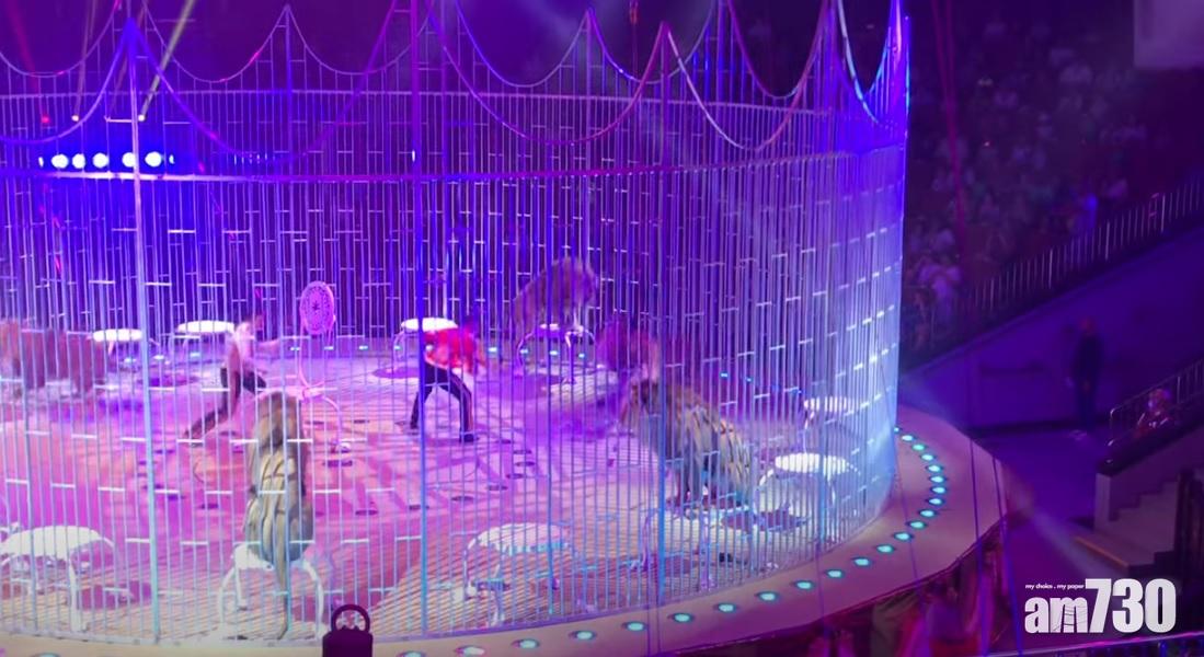 反噬｜獅子群起發難  馬戲團馴獸變困獸鬥(有片)