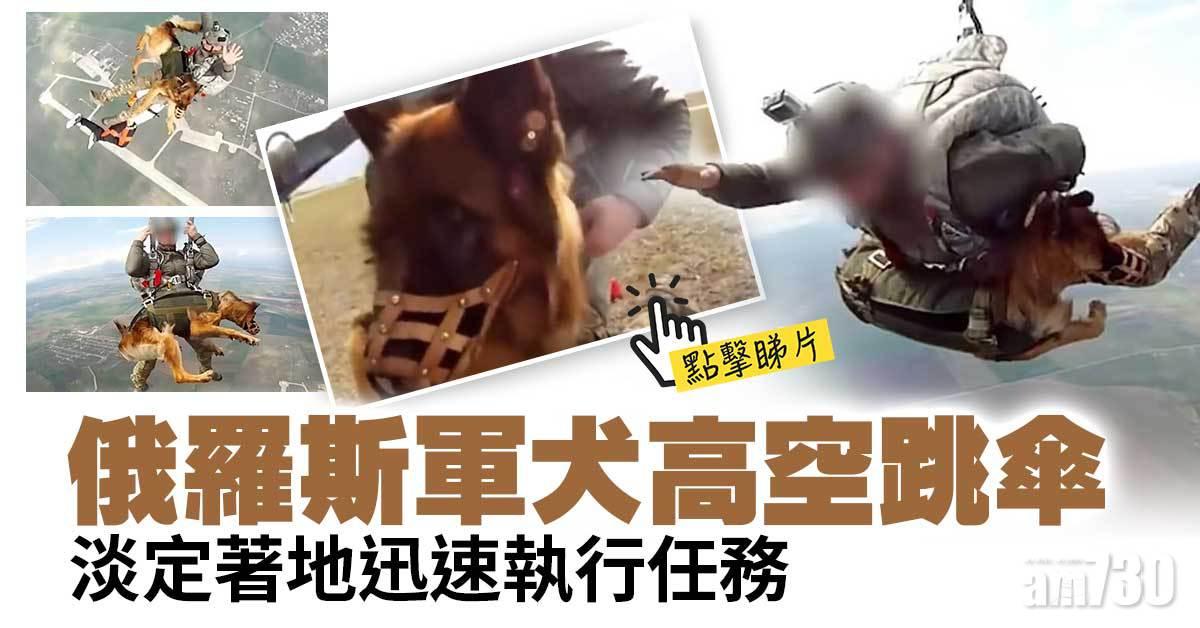 另類雷霆傘兵｜俄羅斯軍犬高空跳傘  淡定著地迅速執行任務(有片)