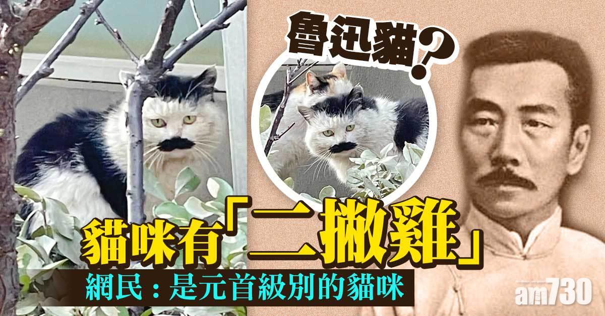 網上熱話｜貓咪有「二撇雞」  網民：魯迅貓？