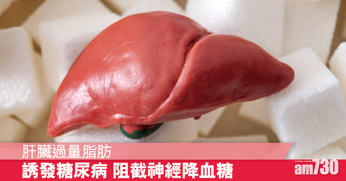 抑制肝神經傳遞物質 降血糖又能控制體重