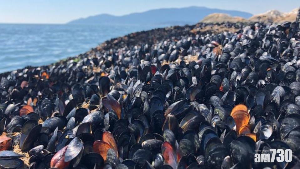 熱浪侵襲｜加國卑詩省大量青口熱死  烈日下烤熟