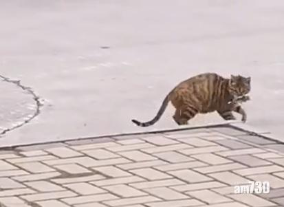 網上熱話｜貓捕鳥片段惹「雙標」爭論(有片)