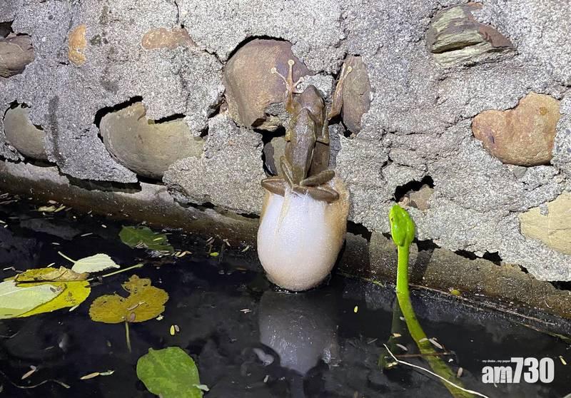 死了都要愛｜樹蛙交歡青蛇在旁伺機等食　網民：算有良心