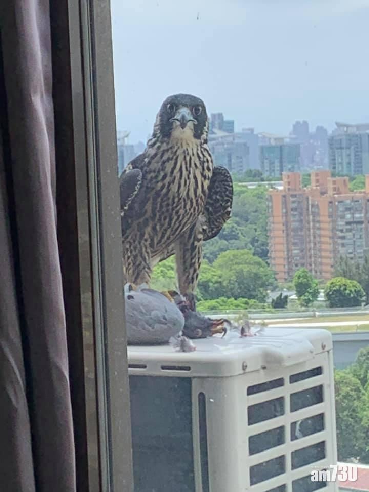 網民意外拍下遊隼開餐食白鴿照片 有趣表情惹熱議