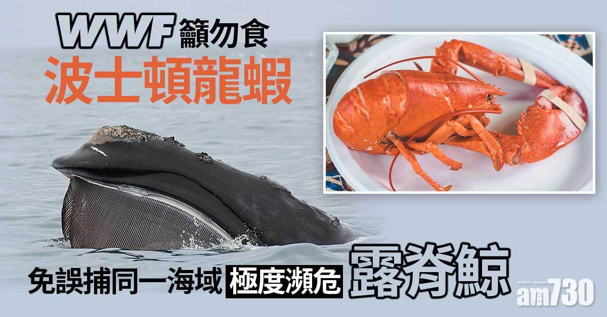 WWF籲勿食波士頓龍蝦　免誤捕同一海域極度瀕危露脊鯨