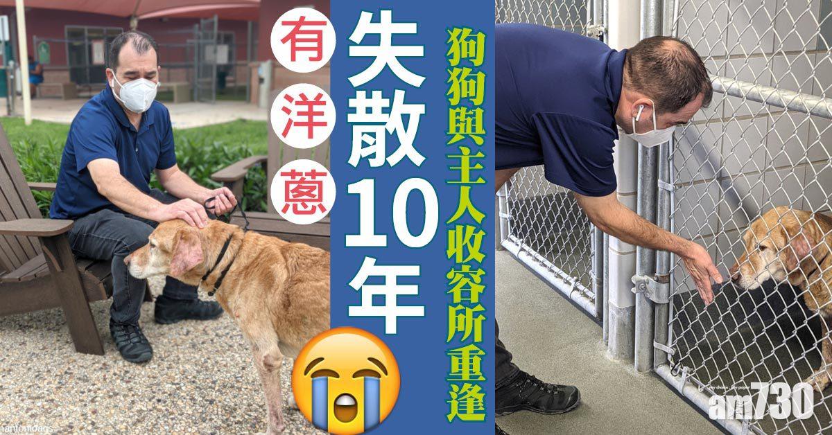 勁洋蔥｜失蹤10年狗狗與男主人在收容所感動重逢