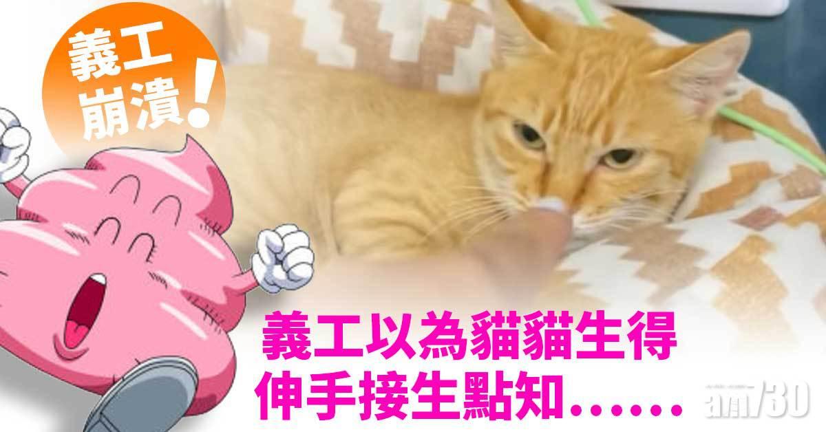 毛孩天地｜暫托義工以為母貓要生　伸手接生接錯「ＸＸ」崩潰