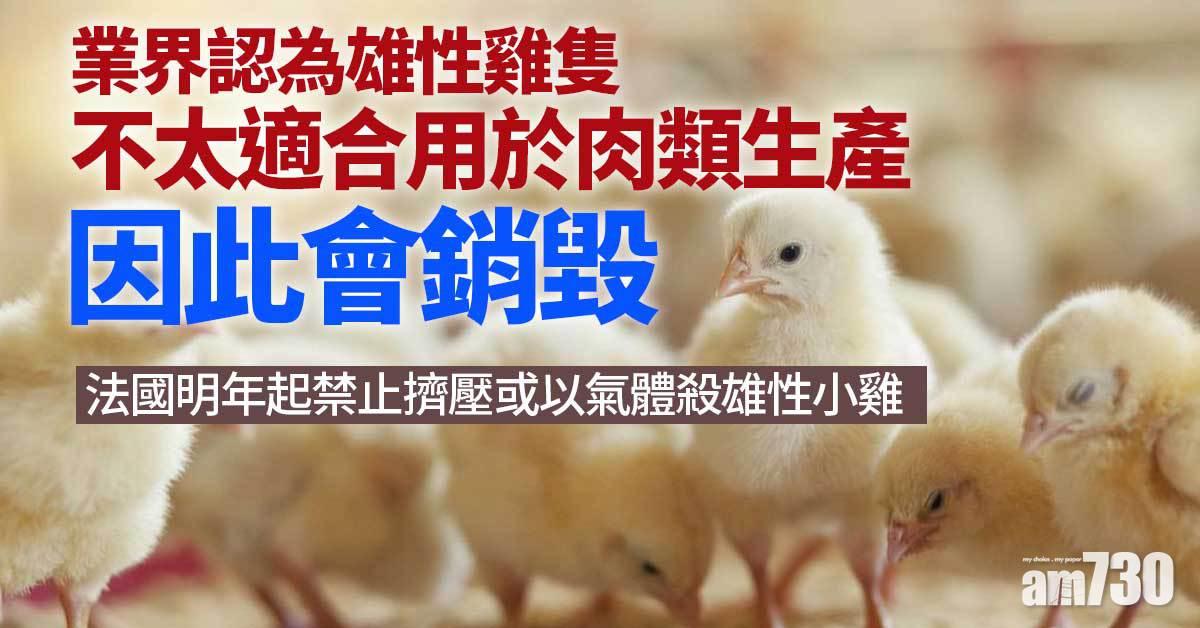 法國明年起禁止擠壓或以氣體殺雄性小雞