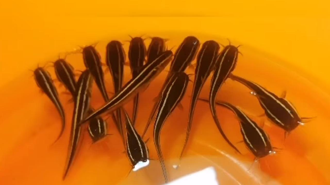 有片｜黃金泳灘驚現數百條有毒坑鯰BB 泳客被刺傷應即求助