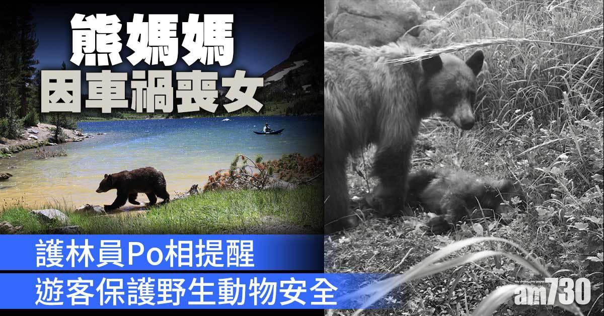 保育｜熊媽媽哀悼遭車撞斃幼女  護林員Po相：望人們見到數字背後的現實